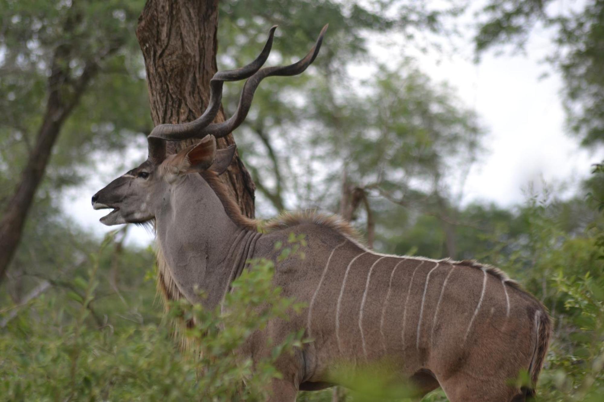 Yebo Safari Tents-Stay Inside Kruger Skukuza Exterior photo