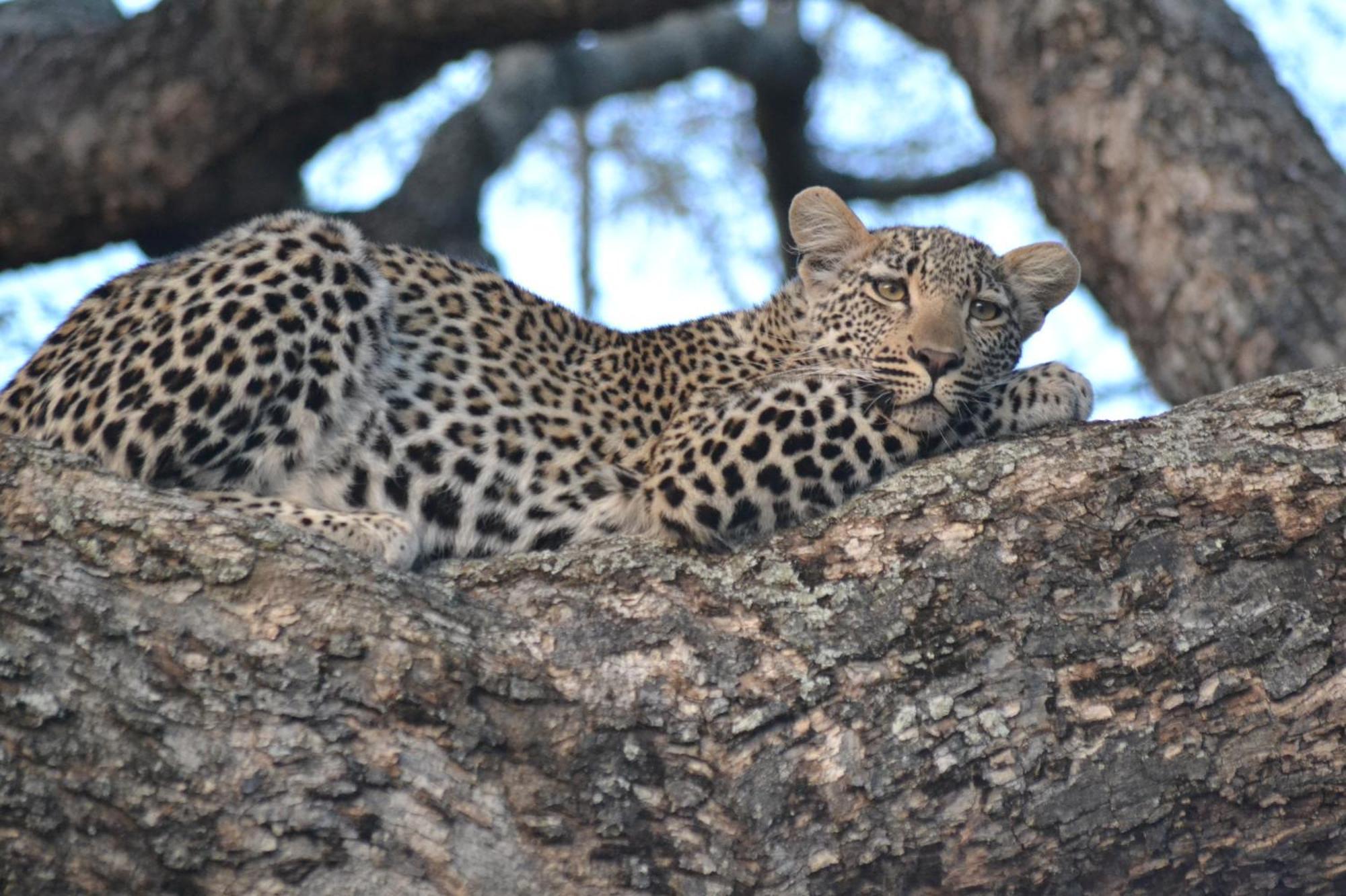 Yebo Safari Tents-Stay Inside Kruger Skukuza Exterior photo