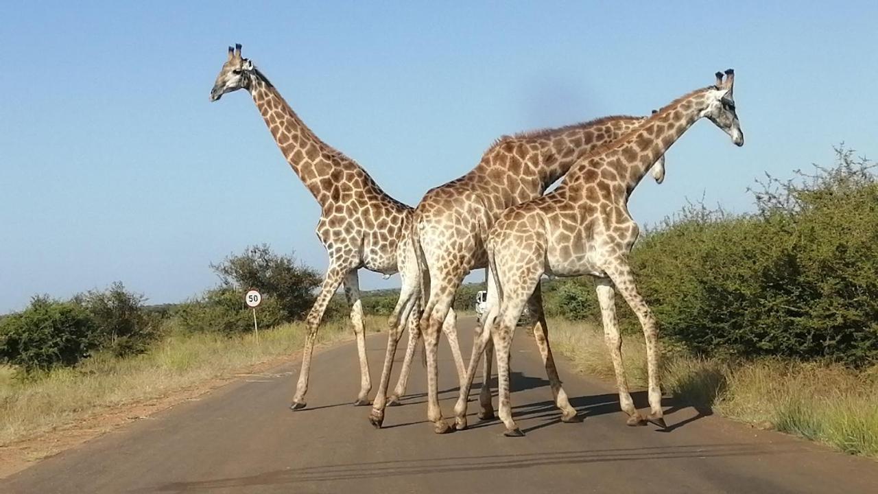 Yebo Safari Tents-Stay Inside Kruger Skukuza Exterior photo